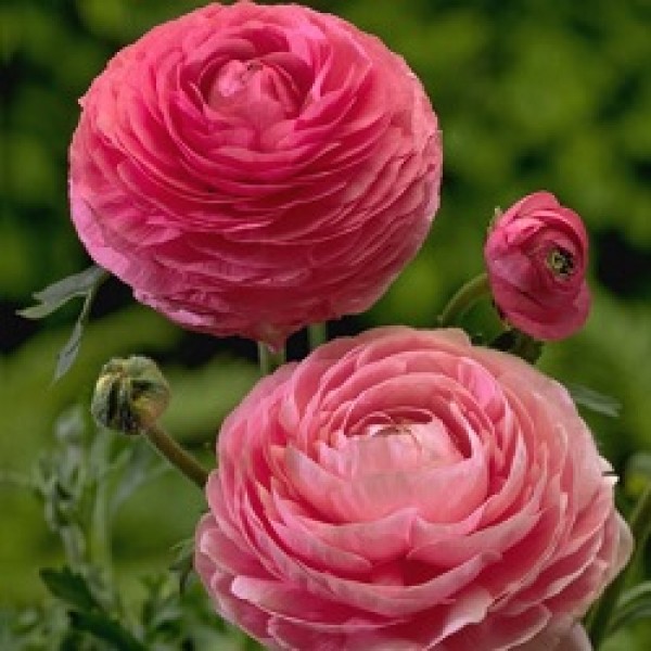 Ranunculus Bulbs (Pink, 3 Bulb)